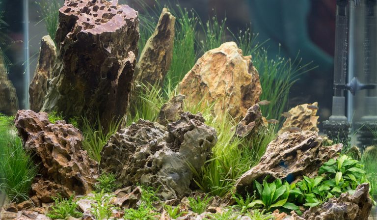How to Test Rocks for Use in an Aquarium (the Ultimate Guide)
