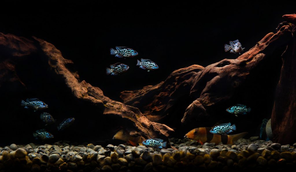 river pebbles in the aquarium