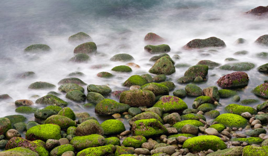 stones with algae