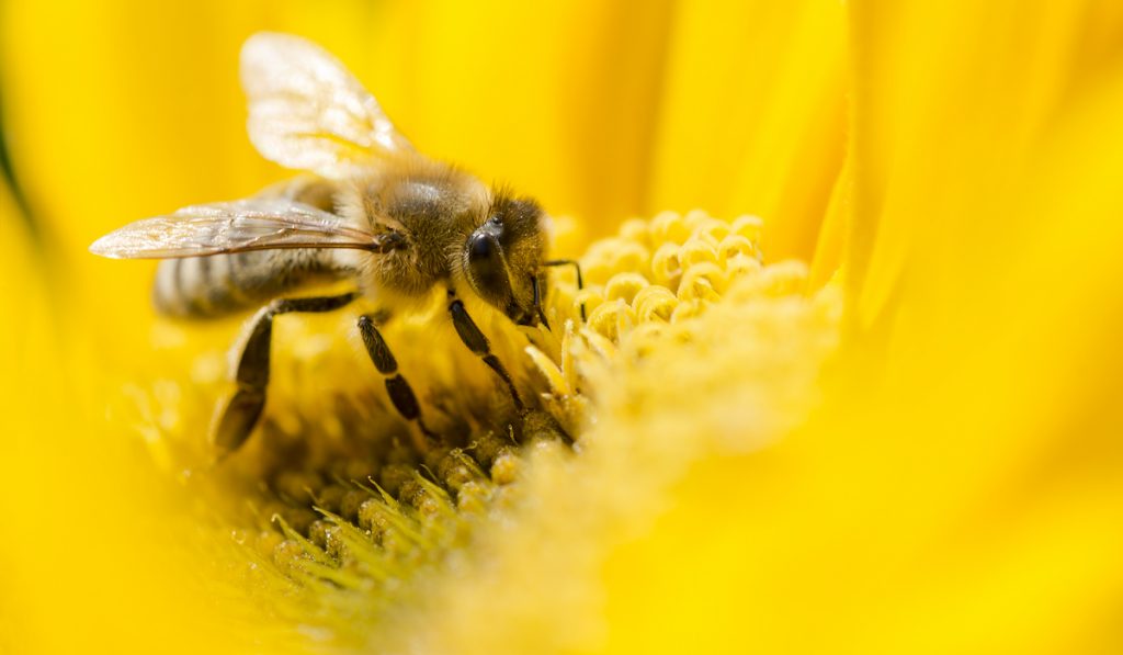 bee on floewer