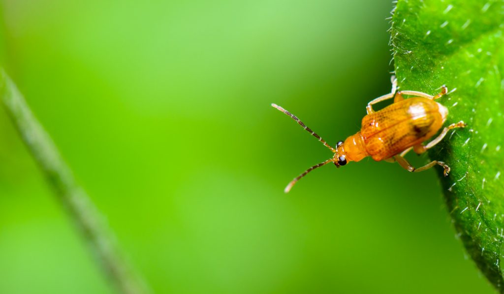 cucurbit leaf beetle 