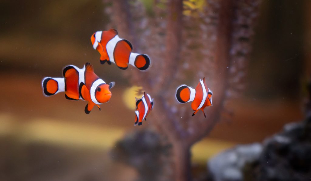 five clown fish swimming