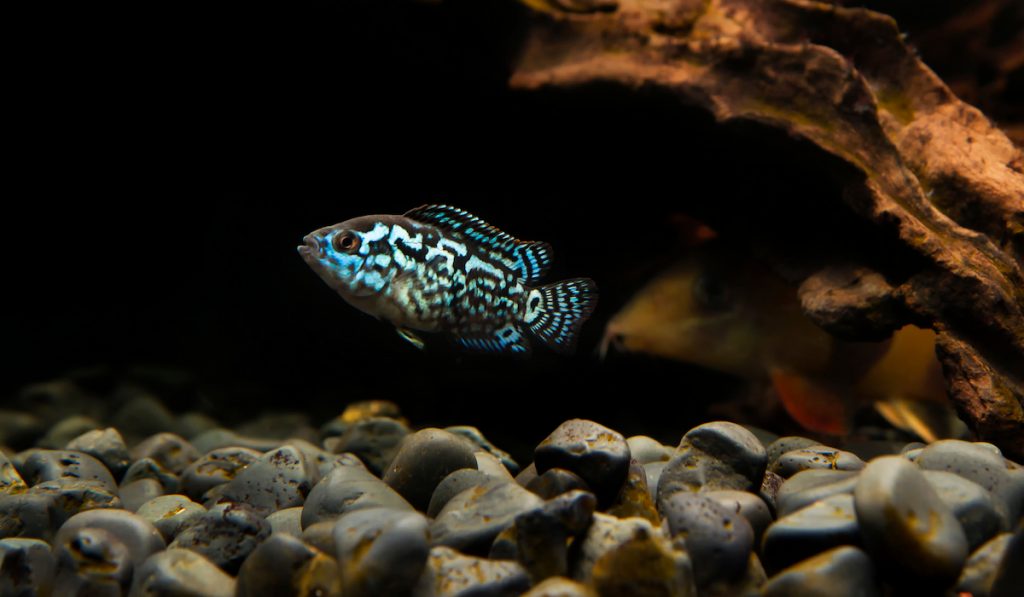 lone fish swimming in tank