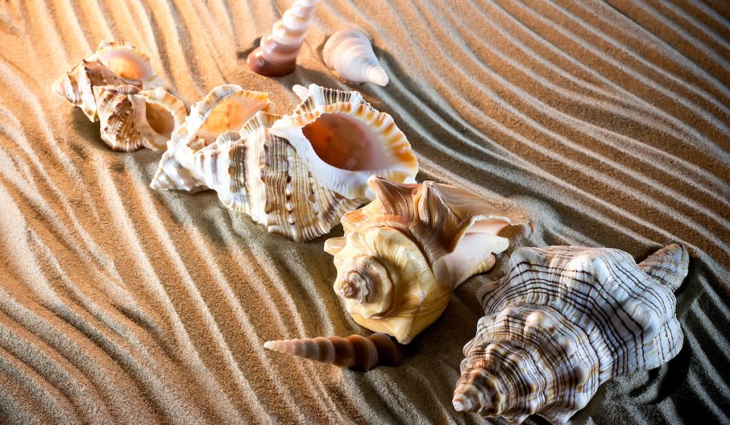 sea shells on the sand